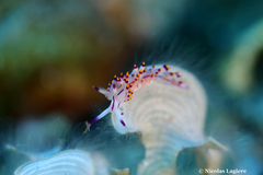 Coryphellina rubrolineata