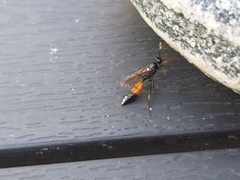 Ichneumon