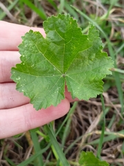 Malva pusilla