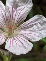 Geranium richardsonii