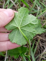 Malva pusilla