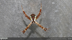 Argiope perforata