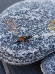 Ichneumon