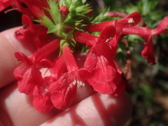 Stachys coccinea