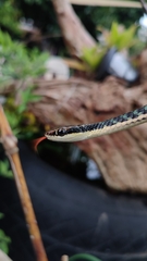 Dendrelaphis pictus