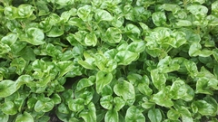 Alternanthera sissoo