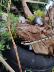 Dendrelaphis pictus