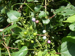 Ampelopsis glandulosa heterophylla