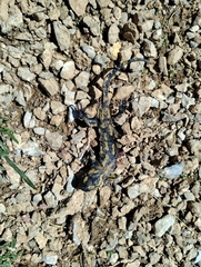 Salamandra salamandra