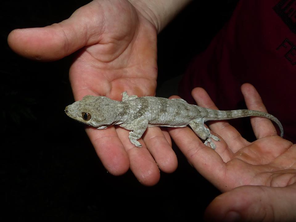 Madagascar Velvet Gecko
