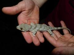 Blaesodactylus boivini