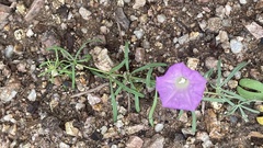Ipomoea plummerae