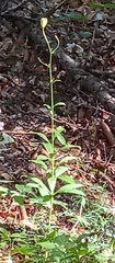 Lilium martagon