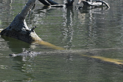 Crocodylus acutus