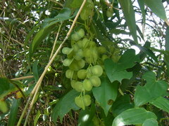 Dioscorea japonica