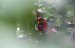 Erythropitta arquata