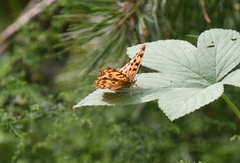 Polygonia c-aureum