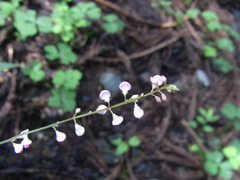 Hylodesmum podocarpum oxyphyllum