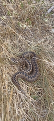 Vipera ursinii