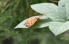 Polygonia c-aureum