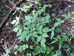 Hylodesmum podocarpum oxyphyllum