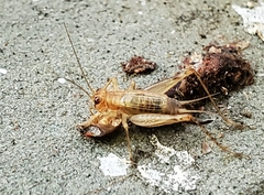 Anaxipha exigua