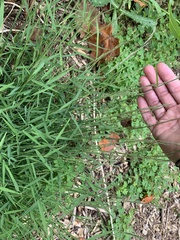 Muhlenbergia schreberi