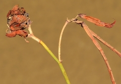 Dasineura coronillae