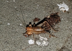 Anaxipha exigua