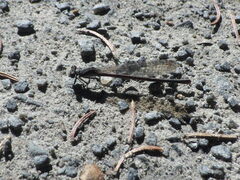 Argia fumipennis