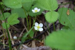 Fragaria vesca
