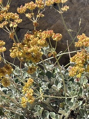 Eriogonum umbellatum