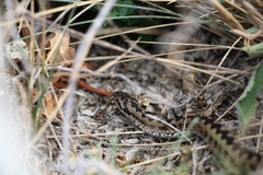 Vipera ursinii