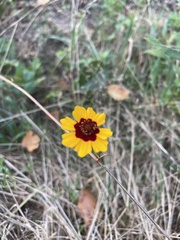Coreopsis tinctoria