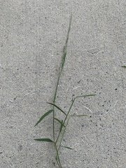 Muhlenbergia schreberi