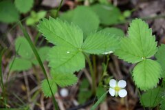 Fragaria vesca