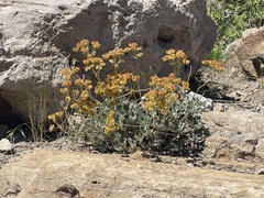 Eriogonum umbellatum