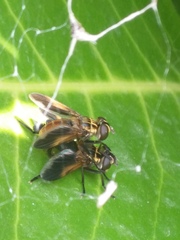 Trichopoda pictipennis