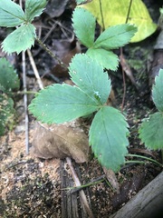 Fragaria
