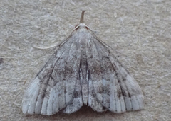 Phalaenostola larentioides