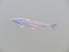 Cyprinus carpio carpio