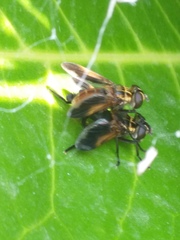 Trichopoda pictipennis