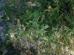 Guardiola platyphylla