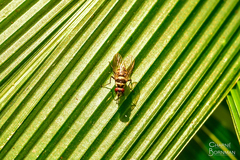 Muscoidea