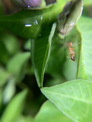 Camponotus