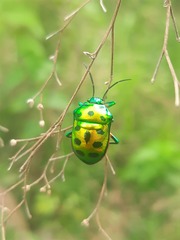 Chrysocoris purpureus