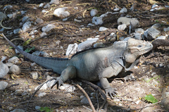 Cyclura cornuta
