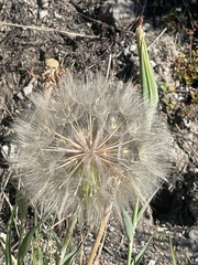 Tragopogon dubius