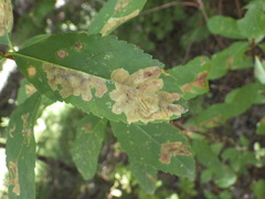 Agromyza valdorensis