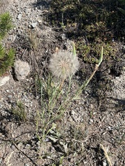 Tragopogon dubius